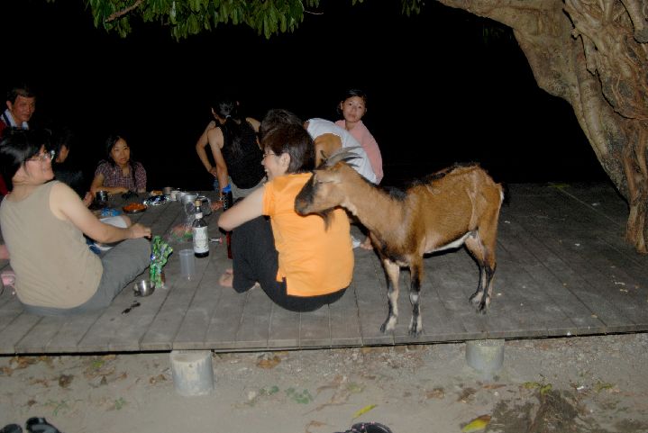 28.jpg - 28--島上的羊不怕人還一直湊過來要食物吃呢