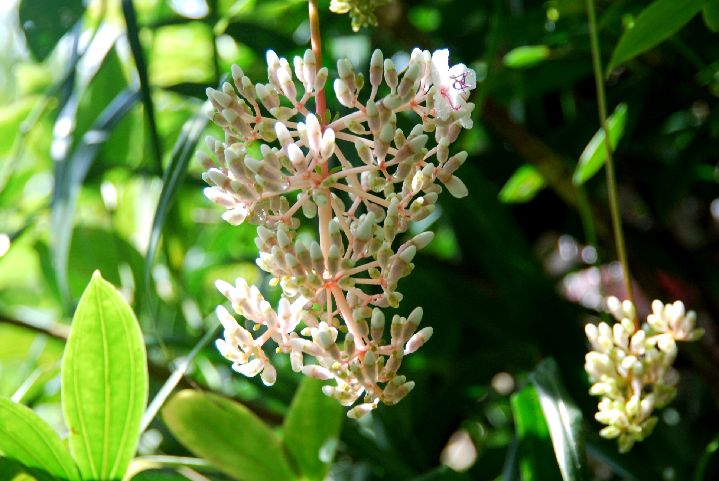 32.jpg - 32--快到三角點前一株不知名的樹上開出的花