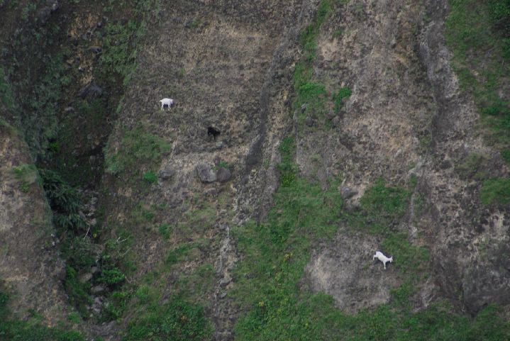 45.JPG - 45--山羊在回音谷陡峭岩壁上啃吃岩壁上的草