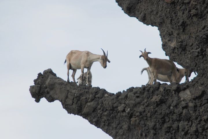71.jpg - 71--想不懂山羊為什麼會逗留在龍頭岩嘴巴裡